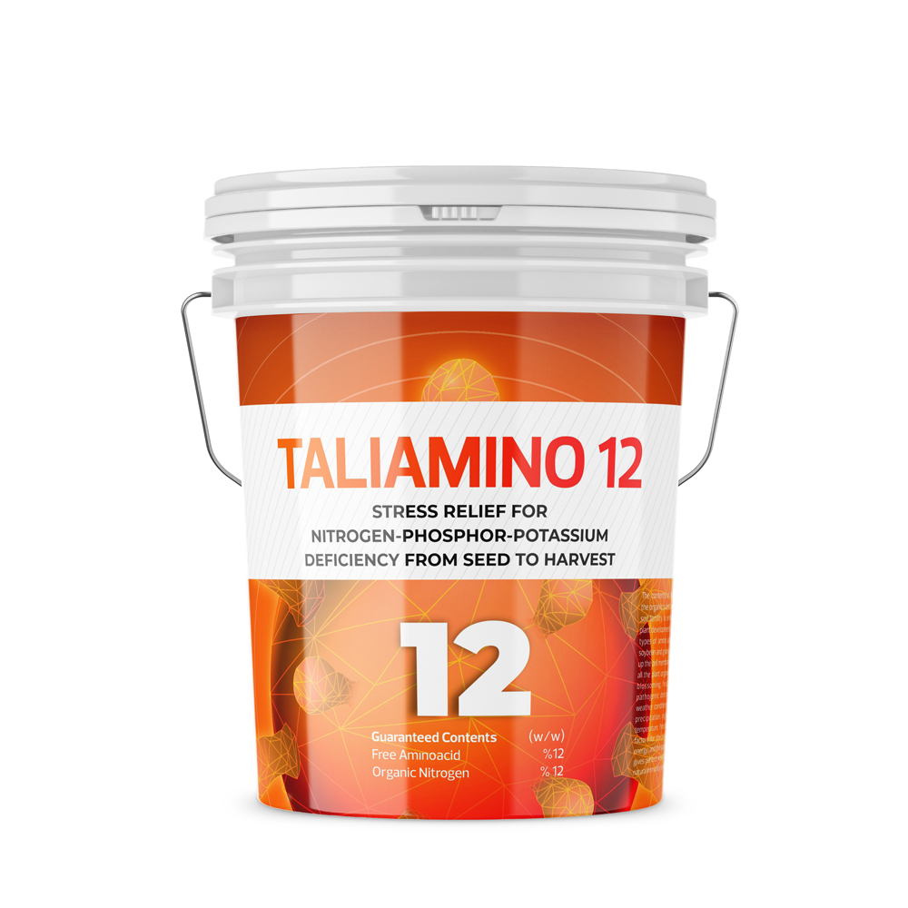 TALIAMINO 12