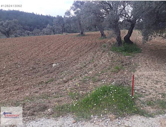 Torbalı Dağkızılca Mahallesi'nde Buca'ya 15 Km Zeytinli Tarla