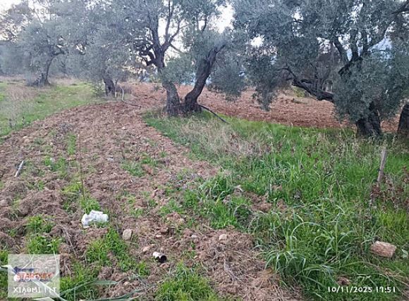 Torbalı Dağkızılca Mahallesi'nde Buca'ya 15 Km Zeytinli Tarla