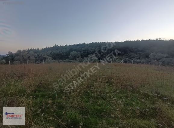 Torbalı Dağkızılca Mahallesi'nde Buca'ya 15 Km Zeytinli Tarla