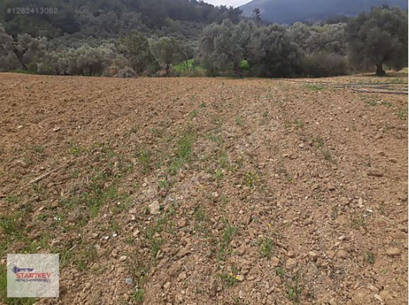 Torbalı Dağkızılca Mahallesi'nde Buca'ya 15 Km Zeytinli Tarla